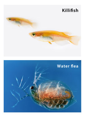 killfish water flea